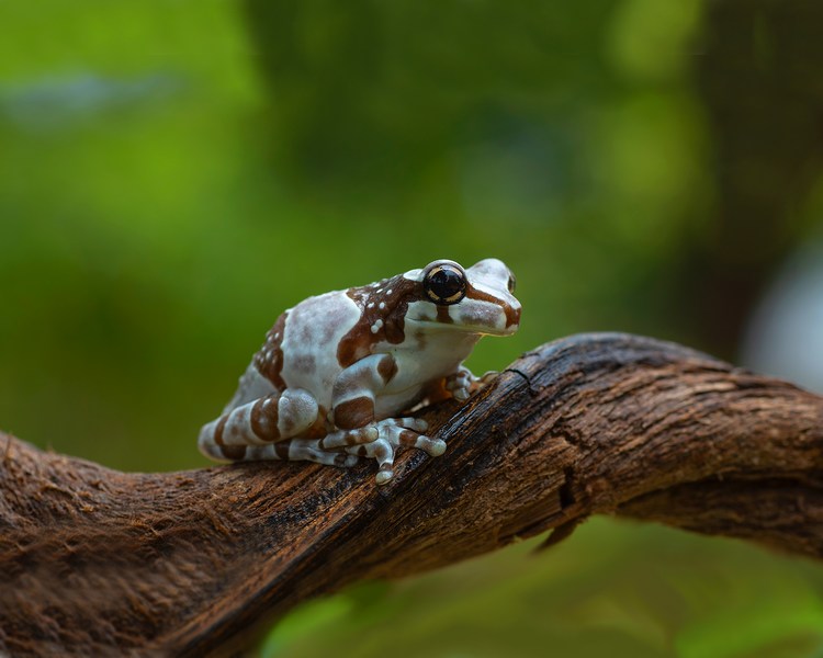 Amazon Milk Frog ~ 1-2cm